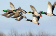 Birds Migrating