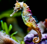 One Sea Horse