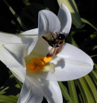 Lily and Bee