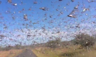 Locust Plague