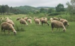 sheep01-150-x-92