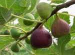 Fig_Tree01 (150 x 109)