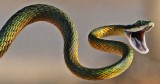 snake01 (160 x 84)